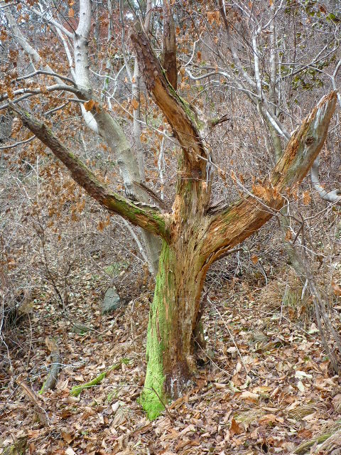 P1000870.JPG