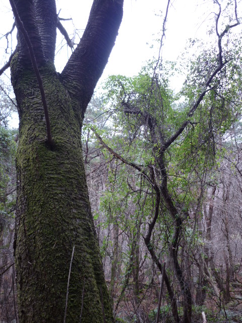 P1000871.JPG